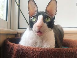 Beragam Ekspresi Lucu Si Kucing Bikin Weekend Ceria