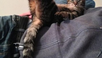 Begini cara kucing duduk santai. (Foto: Brightside)