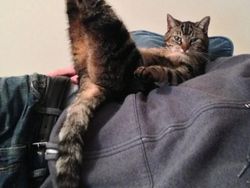 Beragam Ekspresi Lucu Si Kucing Bikin Weekend Ceria