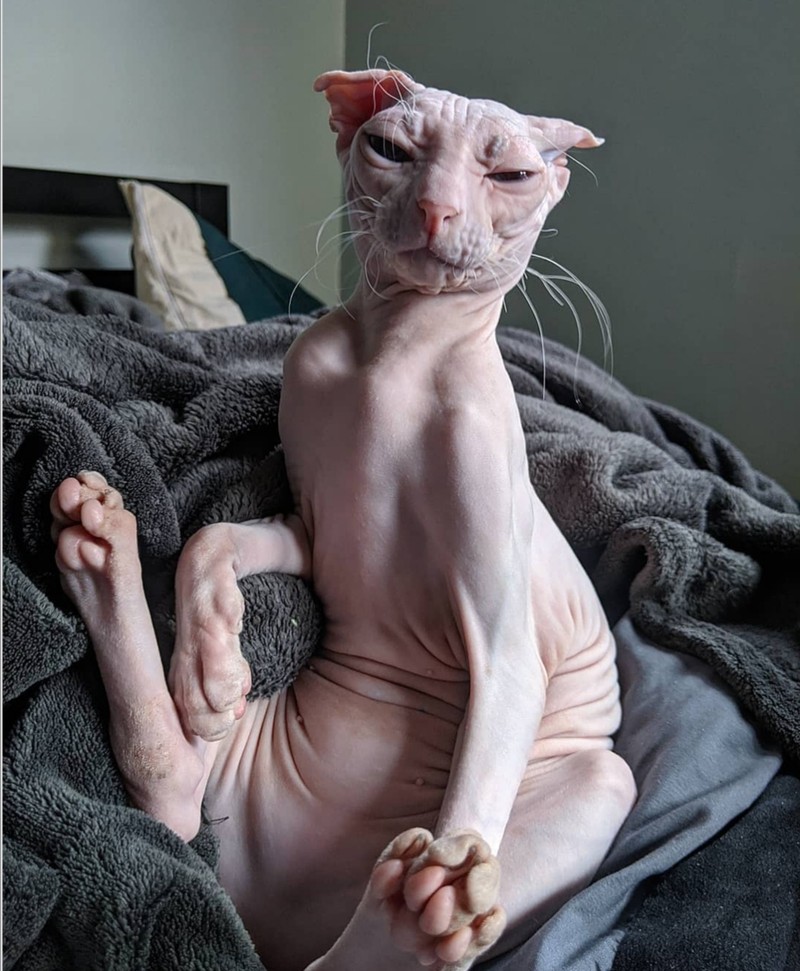 ekspresi kucing weekend