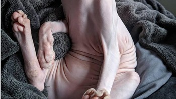  Masih ngantuk nih. (Foto: Brightside)