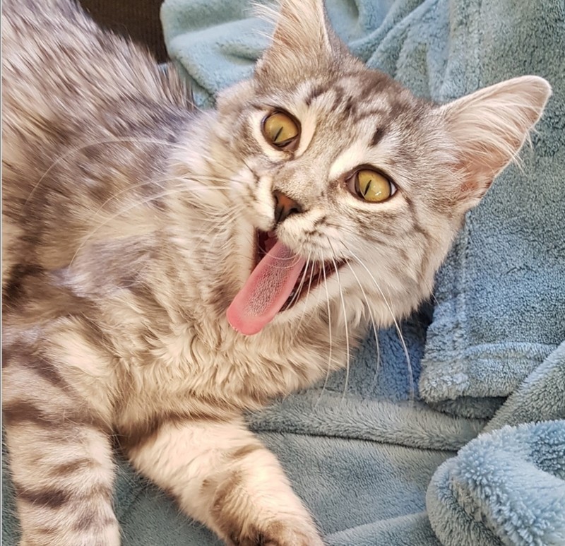 ekspresi kucing weekend