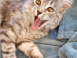 Beragam Ekspresi Lucu Si Kucing Bikin Weekend Ceria