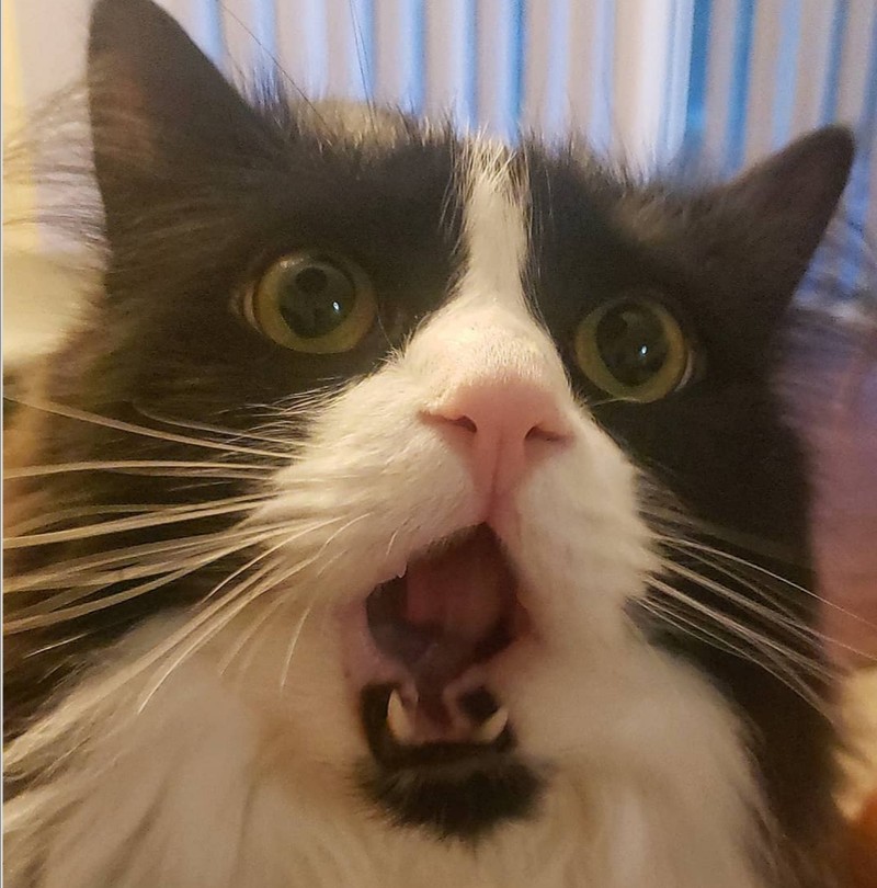 ekspresi kucing weekend