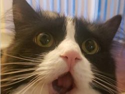 Beragam Ekspresi Lucu Si Kucing Bikin Weekend Ceria