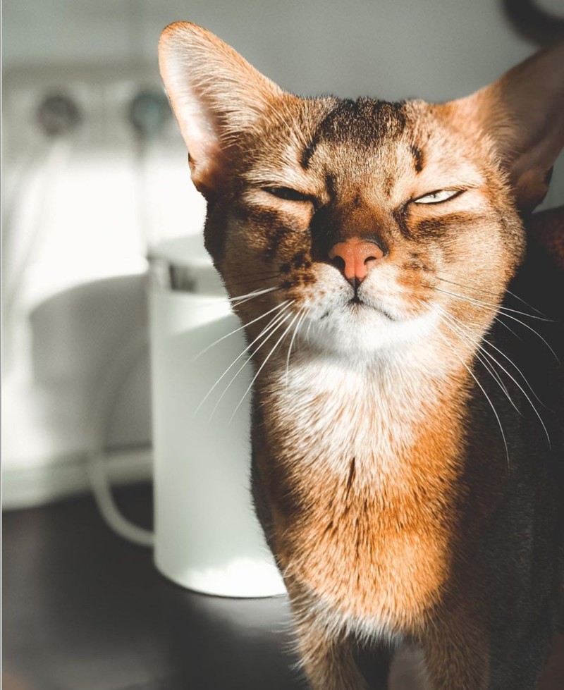 ekspresi kucing weekend