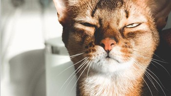 Jemur pagi dulu gaes walupun masih ngantuk. (Foto: Brightside)