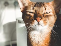 Beragam Ekspresi Lucu Si Kucing Bikin Weekend Ceria