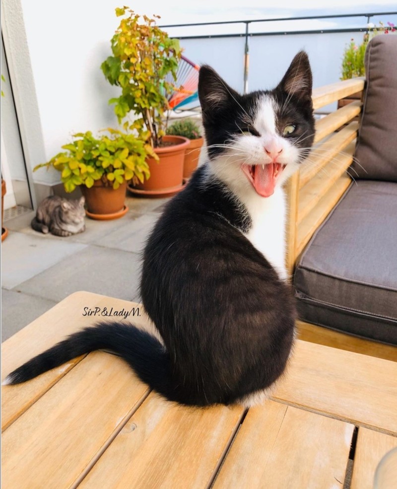 ekspresi kucing weekend