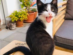 Beragam Ekspresi Lucu Si Kucing Bikin Weekend Ceria