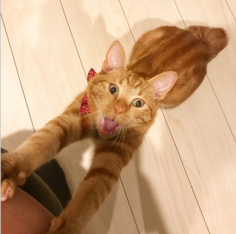 ekspresi kucing weekend