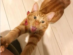 Beragam Ekspresi Lucu Si Kucing Bikin Weekend Ceria