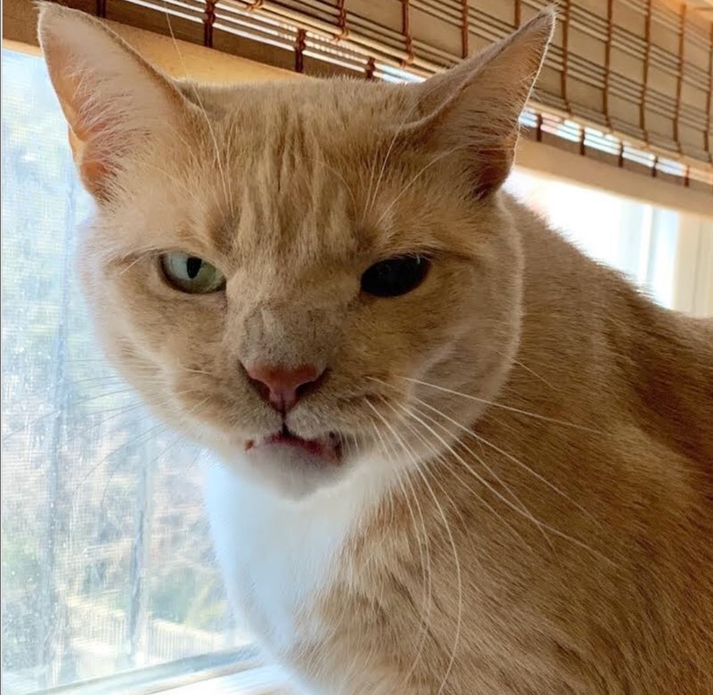 ekspresi kucing weekend