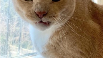 Eksprisi si kucing yang seolah berkata senggol bacok (Foto: Brightside)