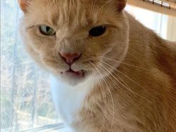 Beragam Ekspresi Lucu Si Kucing Bikin Weekend Ceria