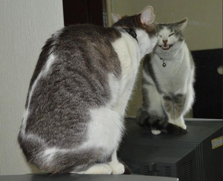 ekspresi kucing weekend ekspresi kucing weekend