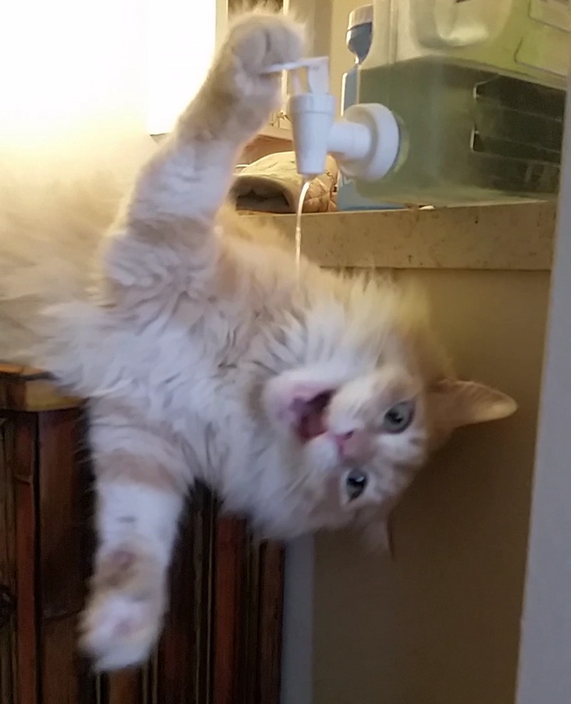 ekspresi kucing weekend