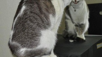 Merasa tampan melihat cermin. (Foto: Brightside)