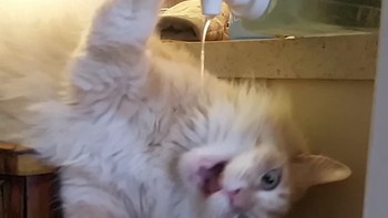 Ekspresi bahagia bisa minum langsung dari keran. (Foto: Brightside)