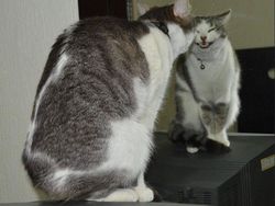 Beragam Ekspresi Lucu Si Kucing Bikin Weekend Ceria