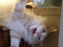 Beragam Ekspresi Lucu Si Kucing Bikin Weekend Ceria