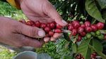 Harga Kopi Arabika Merosot Tajam