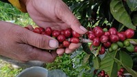 Menurut petani, musim panen tahun ini harga kopi Arabika merosot tajam menjadi Rp5.000 per kilogram dari harga tahun sebelumnya yang mencapai Rp9.000 per kilogram biji basah di tingkat petani.