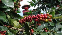 Petani memetik kopi Arabika (Coffea arabica) di perladangan lereng gunung Sindoro Desa Canggal, Candiroto, Temanggung, Jawa Tengah, Jumat (19/6/2020).