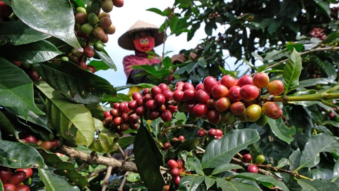HARGA KOPI ARABIKA MEROSOT Petani memetik kopi Arabika (Coffea arabica) di perladangan lereng gunung Sindoro Desa Canggal, Candiroto, Temanggung, Jawa Tengah, Jumat (19/6/2020). Menurut petani, musim panen tahun ini harga kopi Arabika merosot tajam menjadi Rp5.000 per kilogram dari harga tahun sebelumnya yang mencapai Rp9.000 per kilogram biji basah di tingkat petani. ANTARA FOTO/Anis Efizudin/pras.