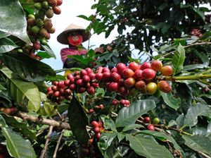 Harga Kopi Arabika Merosot Tajam