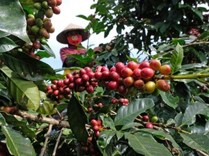 Fakta Kopi Bajawa, Kabanggaan Orang Flores yang Terancam Punah