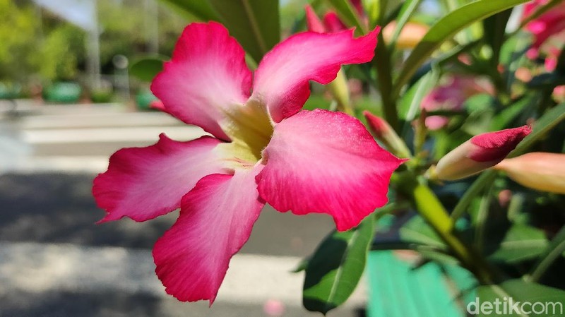 Hasil Foto Kamera Realme X3 SuperZoom