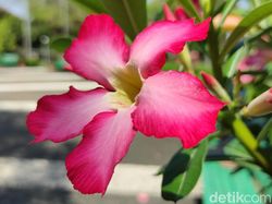 Hasil Jepretan Kamera Realme X3 Superzoom