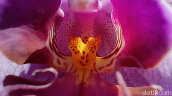 Realme X3 SuperZoom juga punya fitur Ultra Macro dengan kamera 2 MP (f/2,4). Saat dipakai untuk memotret anggrek bulan kita bisa mendapatkan detil putik dan kepala sari, bukan cuma kelopaknya saja. (Fitraya Ramadhanny/detikcom)