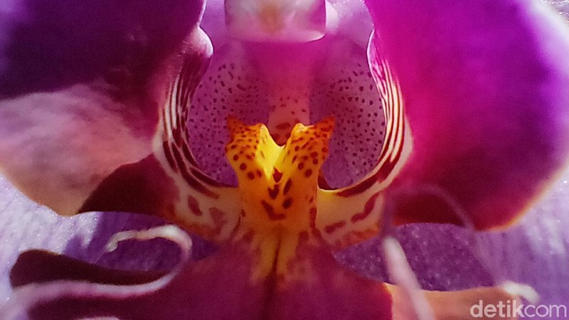 Hasil Foto Kamera Realme X3 SuperZoom