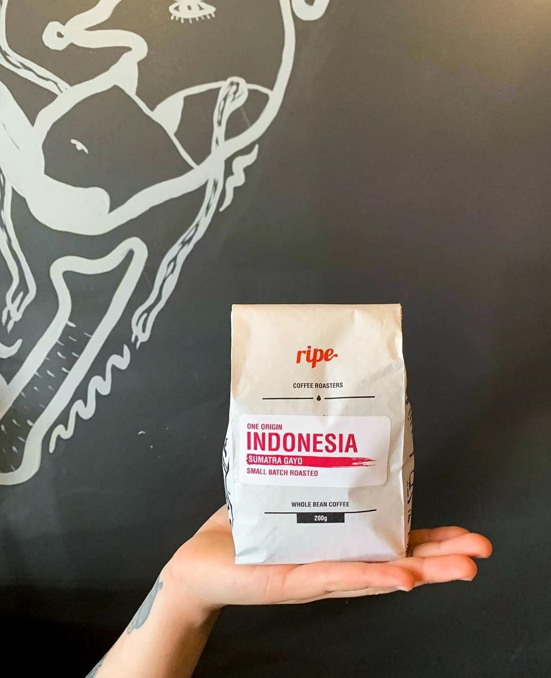kopi luwak di selandia baru
