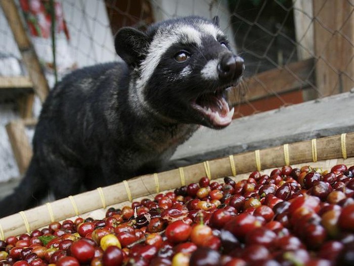 kopi luwak di selandia baru