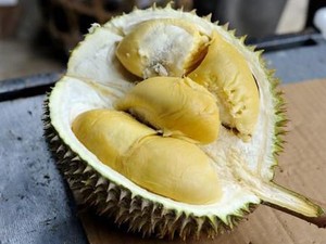 Gajah hingga Monyet Juga Doyan Durian, 5 Cerita Ini Buktinya