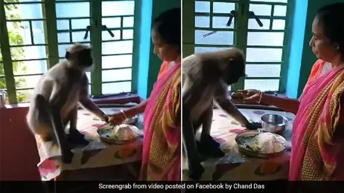 Mirip Manusia, 5 Aksi Monyet Makan Sampai Diet Ini Jadi Viral Mirip Manusia, 5 Aksi Monyet Makan Sampai Diet Ini Jadi Viral