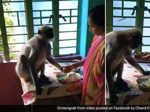 Mirip Manusia, 5 Aksi Monyet Makan Sampai Diet Ini Jadi Viral