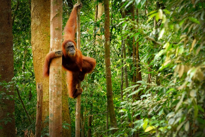 Orang utan di Bukit Lawang