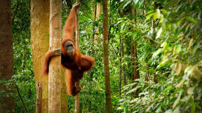 Orang utan di Bukit Lawang