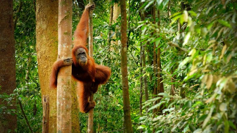 Orang utan di Bukit Lawang Orang utan di Bukit Lawang