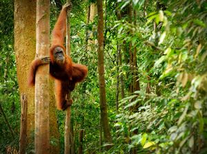 Intip Bukit Lawang, Tempat Bule Terjebak dengan Orang Utan