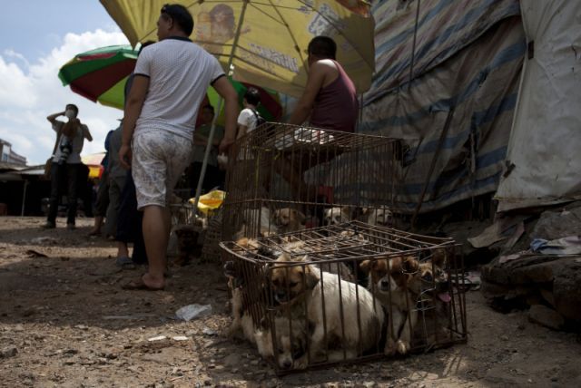 Pasar Yuli Masih Jual Daging Anjing