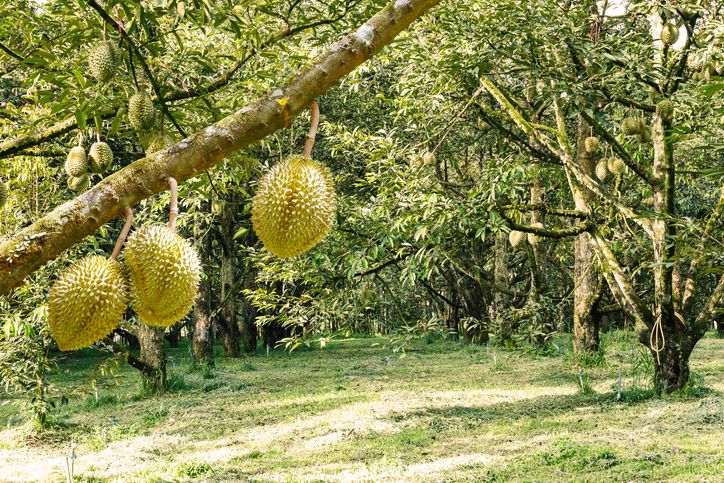Petani durian pasang hantu pocong untuk menakuti pencuri