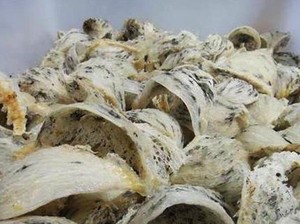 Bisnis Air Liur Burung Walet Bisa Raup Omzet Ratusan Juta