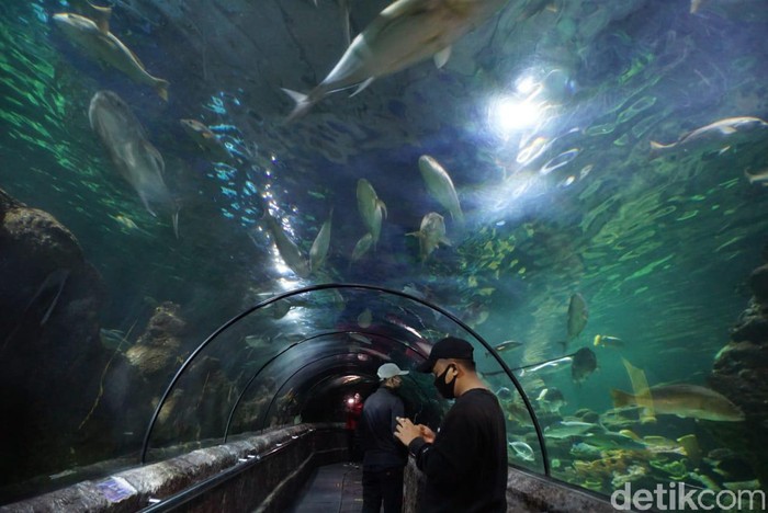 sea world ancol new normal