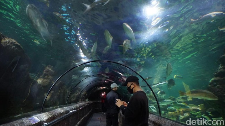 sea world ancol new normal sea world ancol new normal