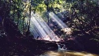 Hutan Pampang yang masih alami.
